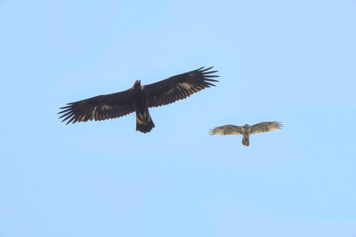 Golden Eagle - ML618432212