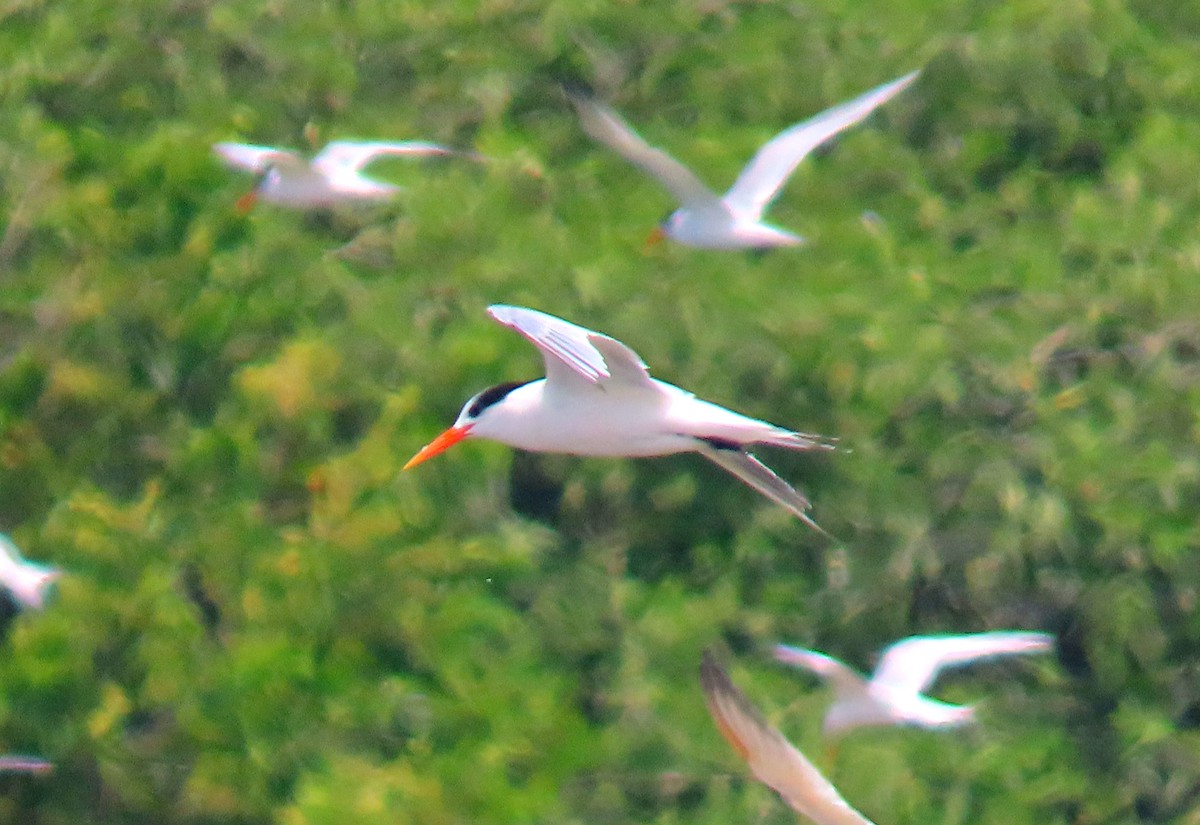 Royal Tern - ML618432218