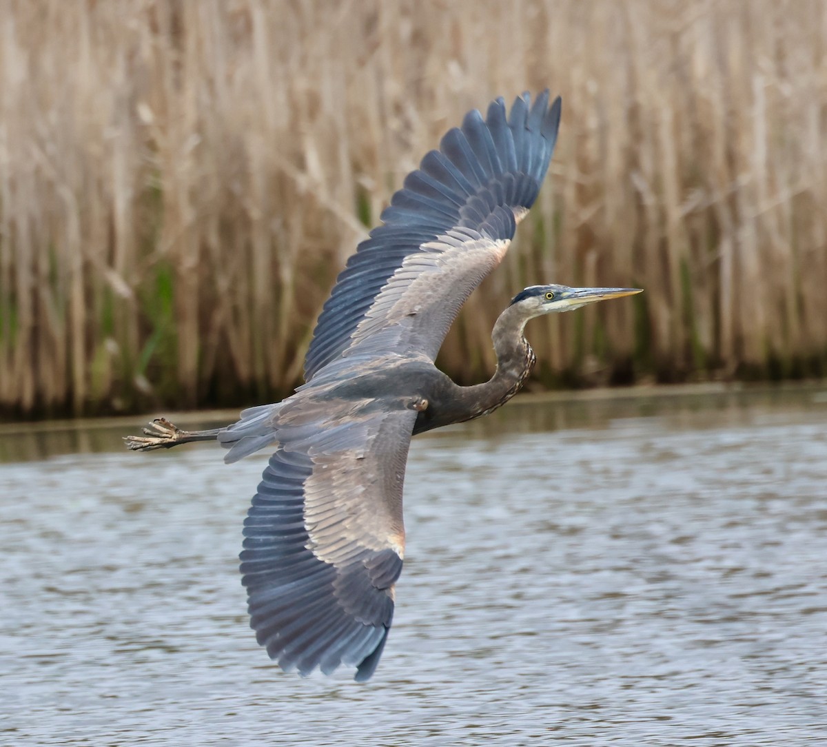 Great Blue Heron - ML618432223