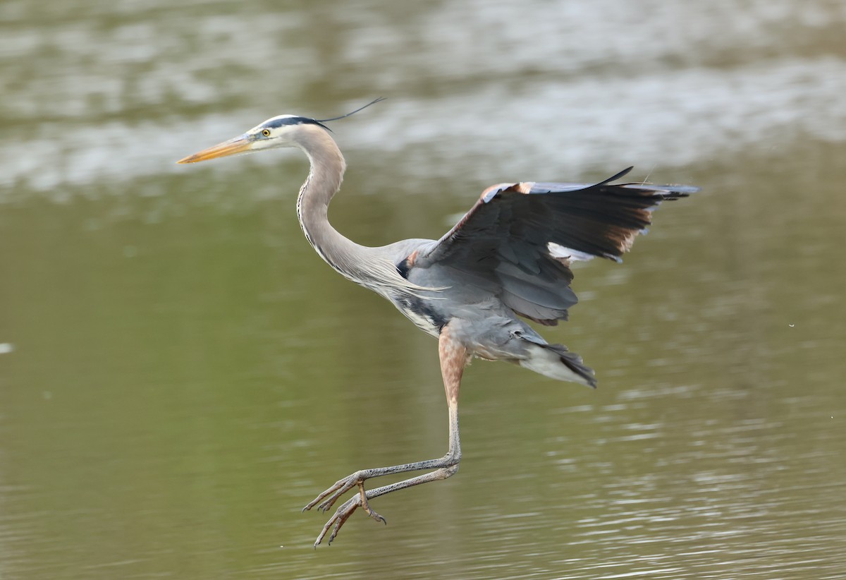 Great Blue Heron - ML618432226