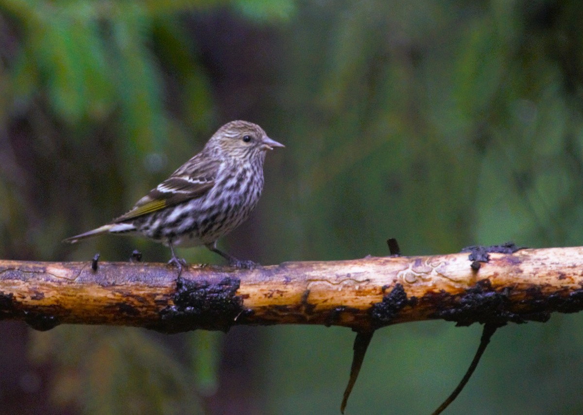 Pine Siskin - ML618432228