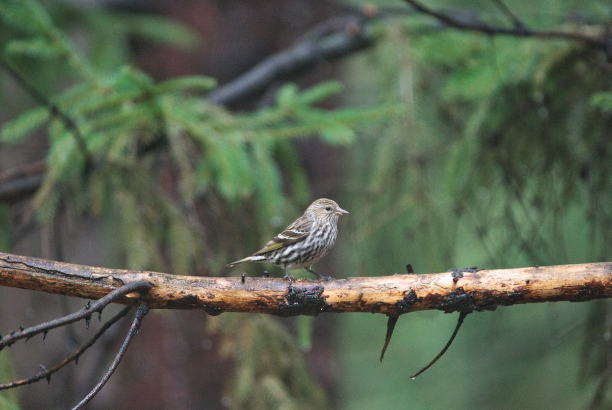 Pine Siskin - ML618432229