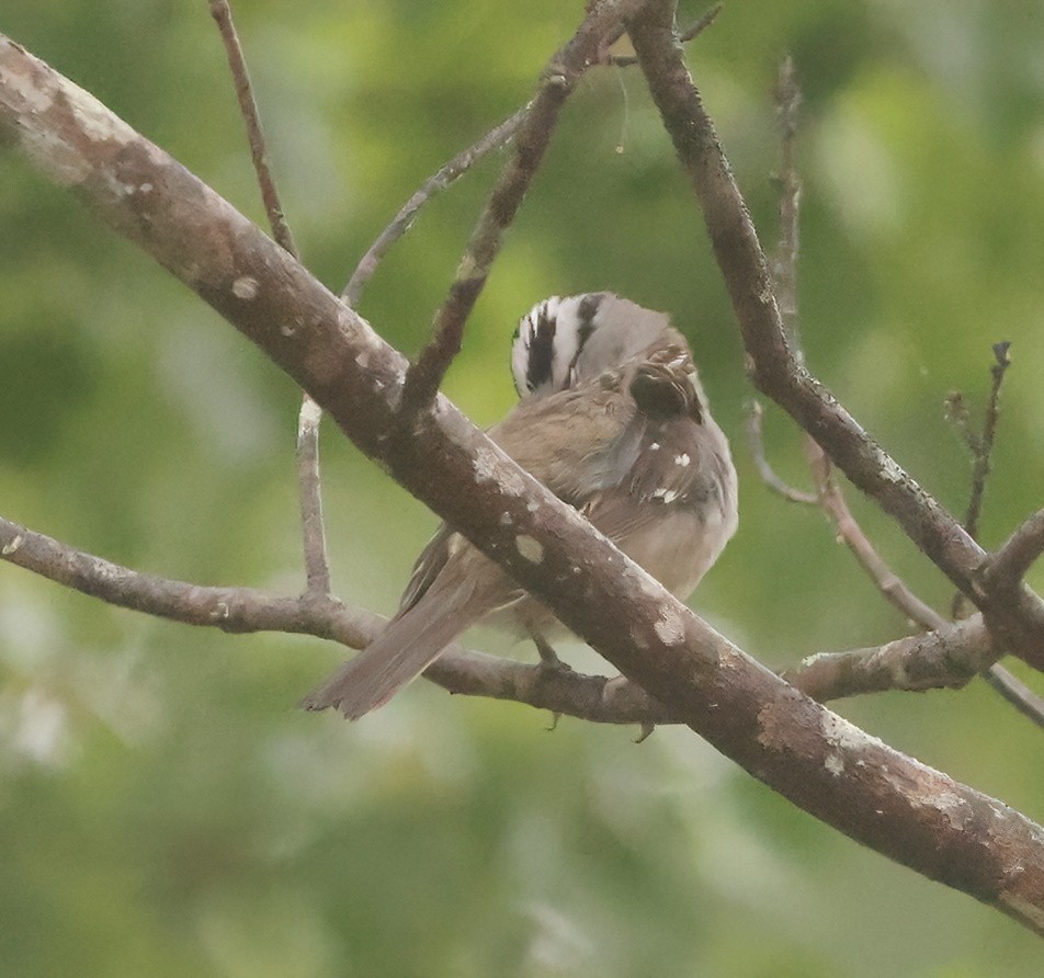 White-crowned Sparrow - Robert Lewis