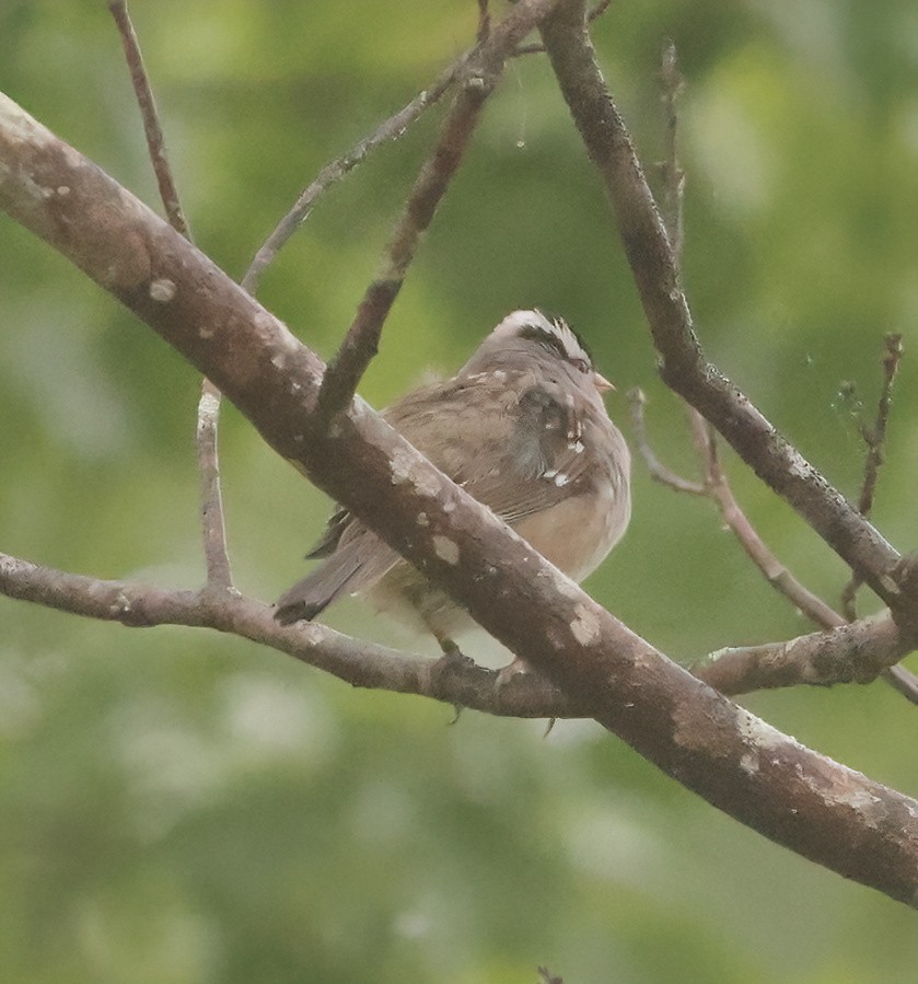 White-crowned Sparrow - Robert Lewis