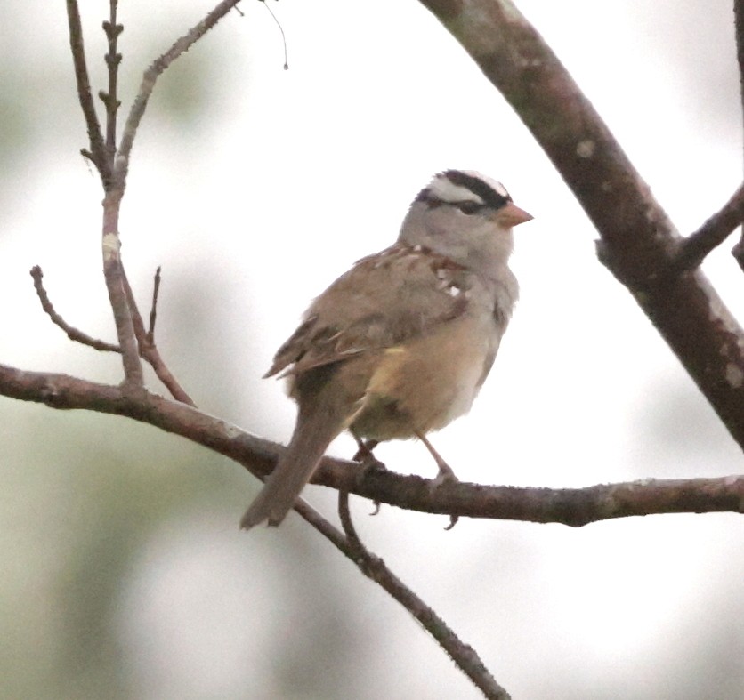 Bruant à couronne blanche - ML618432235