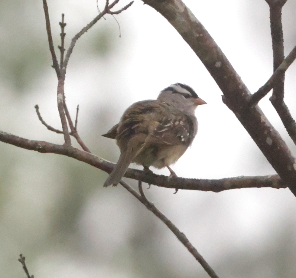 White-crowned Sparrow - Robert Lewis