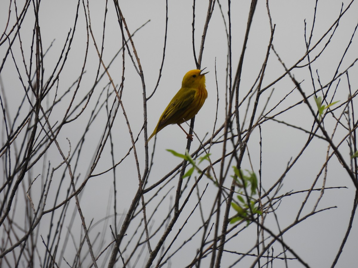 Yellow Warbler - Jennifer  Summers