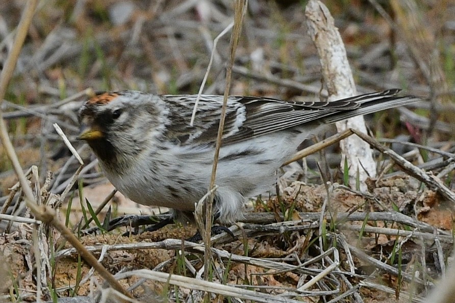 Common/Hoary Redpoll - T. Jay Adams