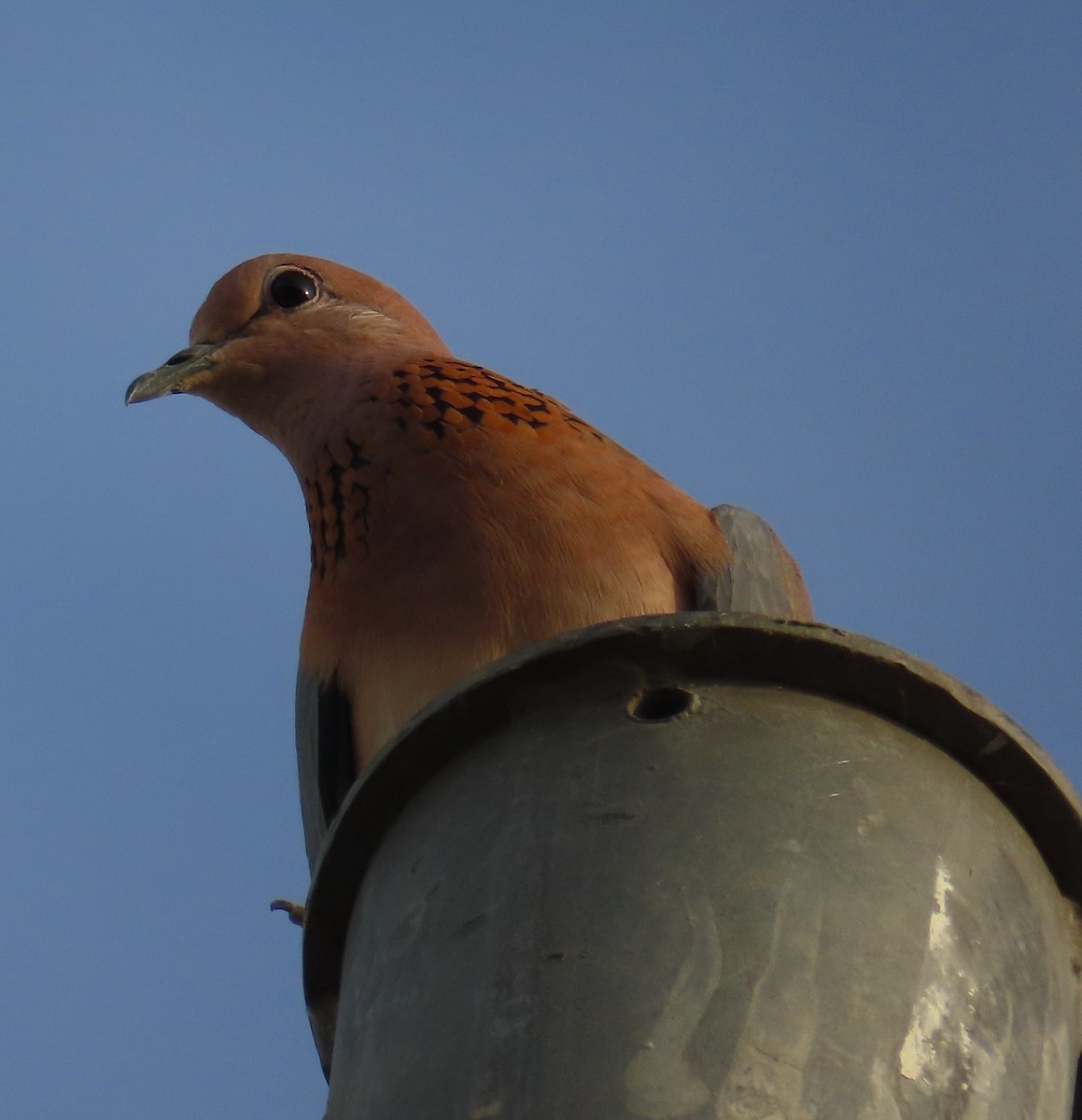 Laughing Dove - Gargi Dalawat