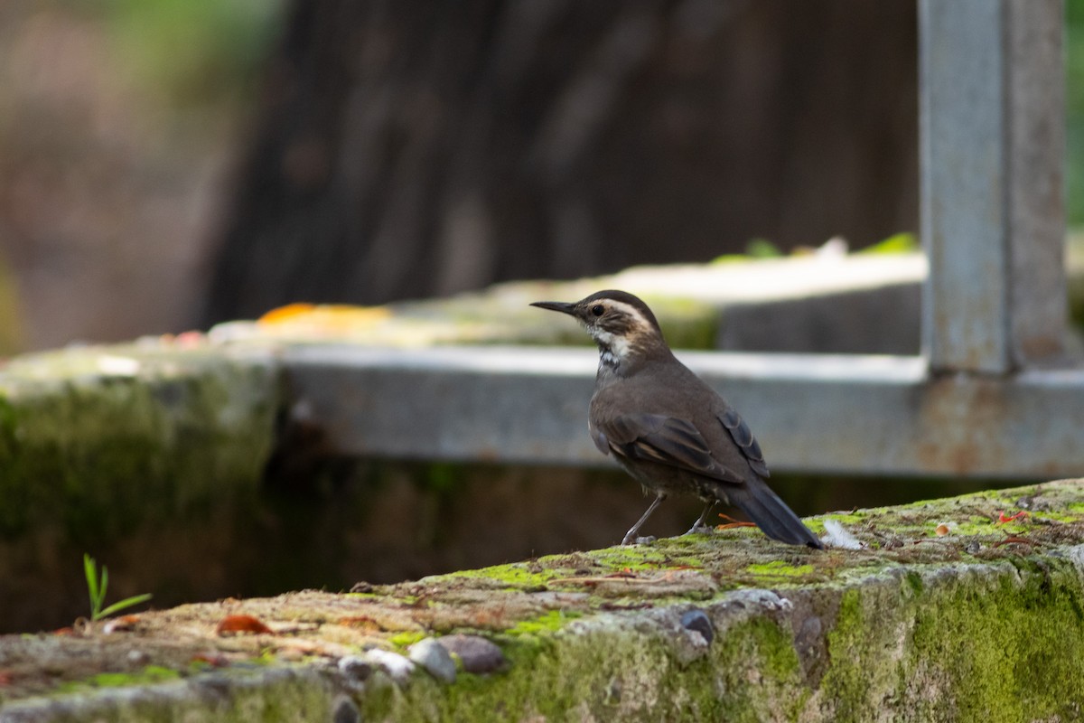 Remolinera Araucana - ML618432255