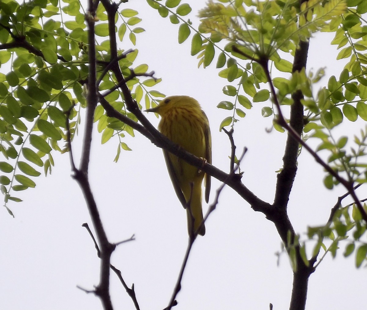 Yellow Warbler - Kathy Rickey