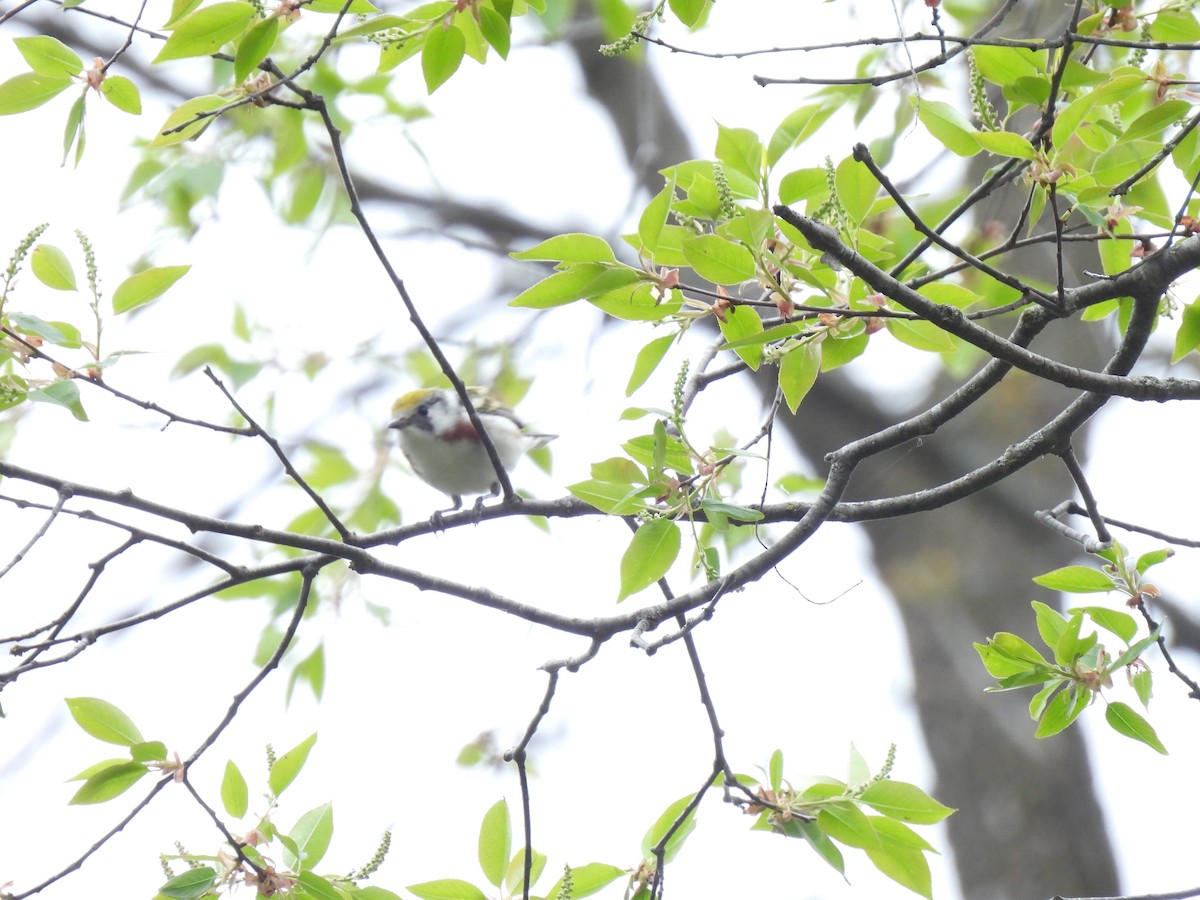 Chestnut-sided Warbler - Jennifer  Summers