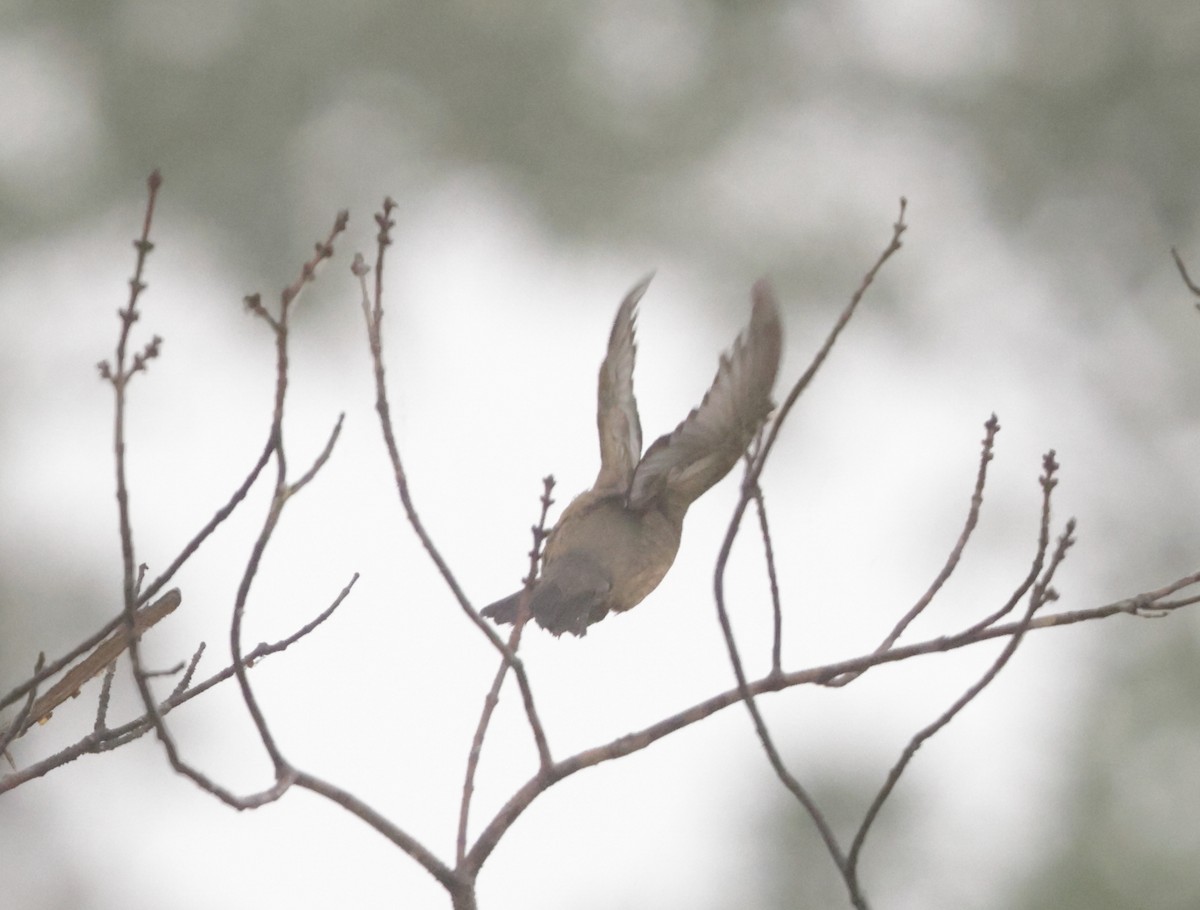 White-crowned Sparrow - Robert Lewis