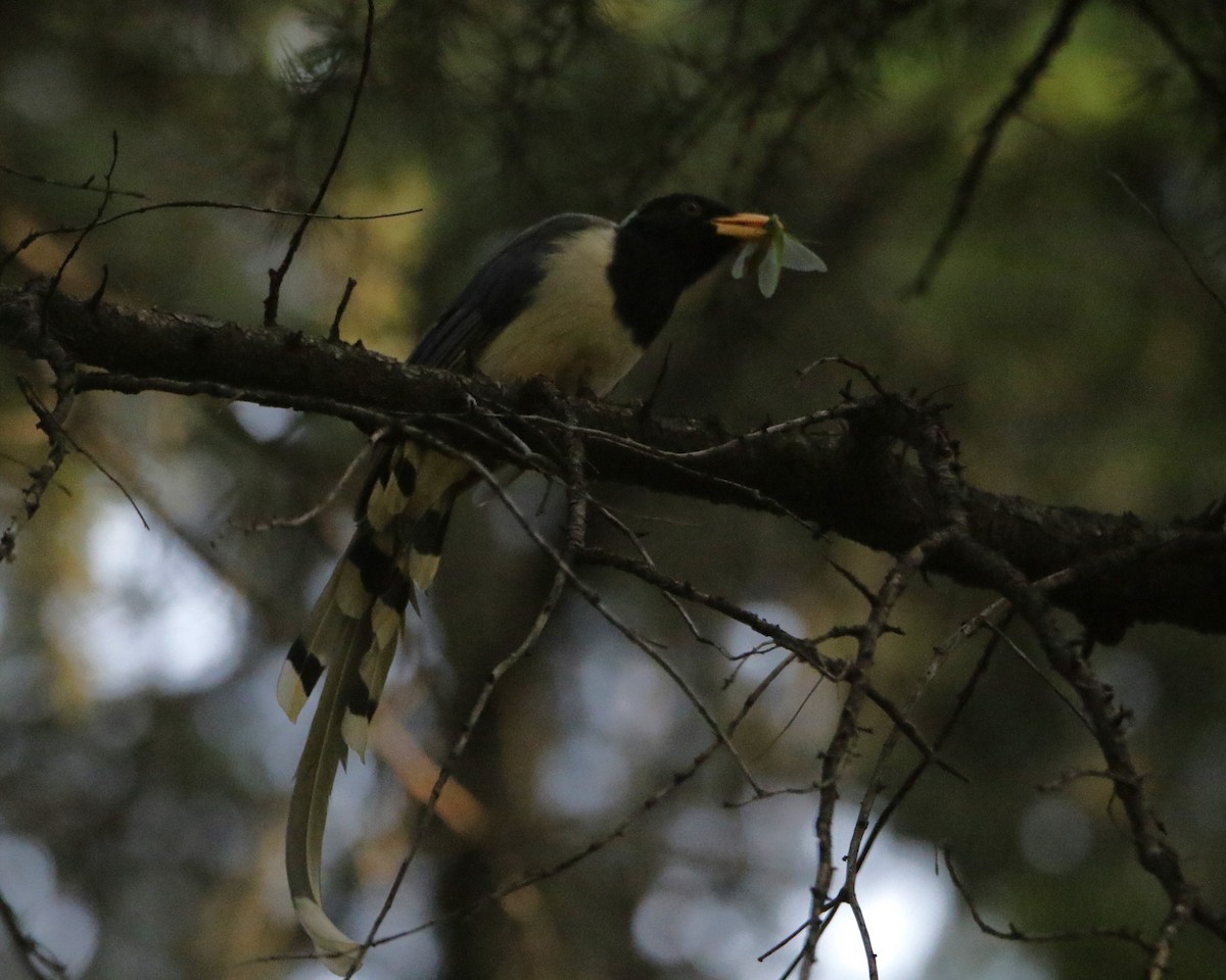 Yellow-billed Blue-Magpie - ML618432314