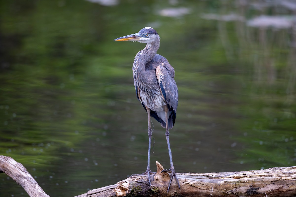 Great Blue Heron - ML618432315