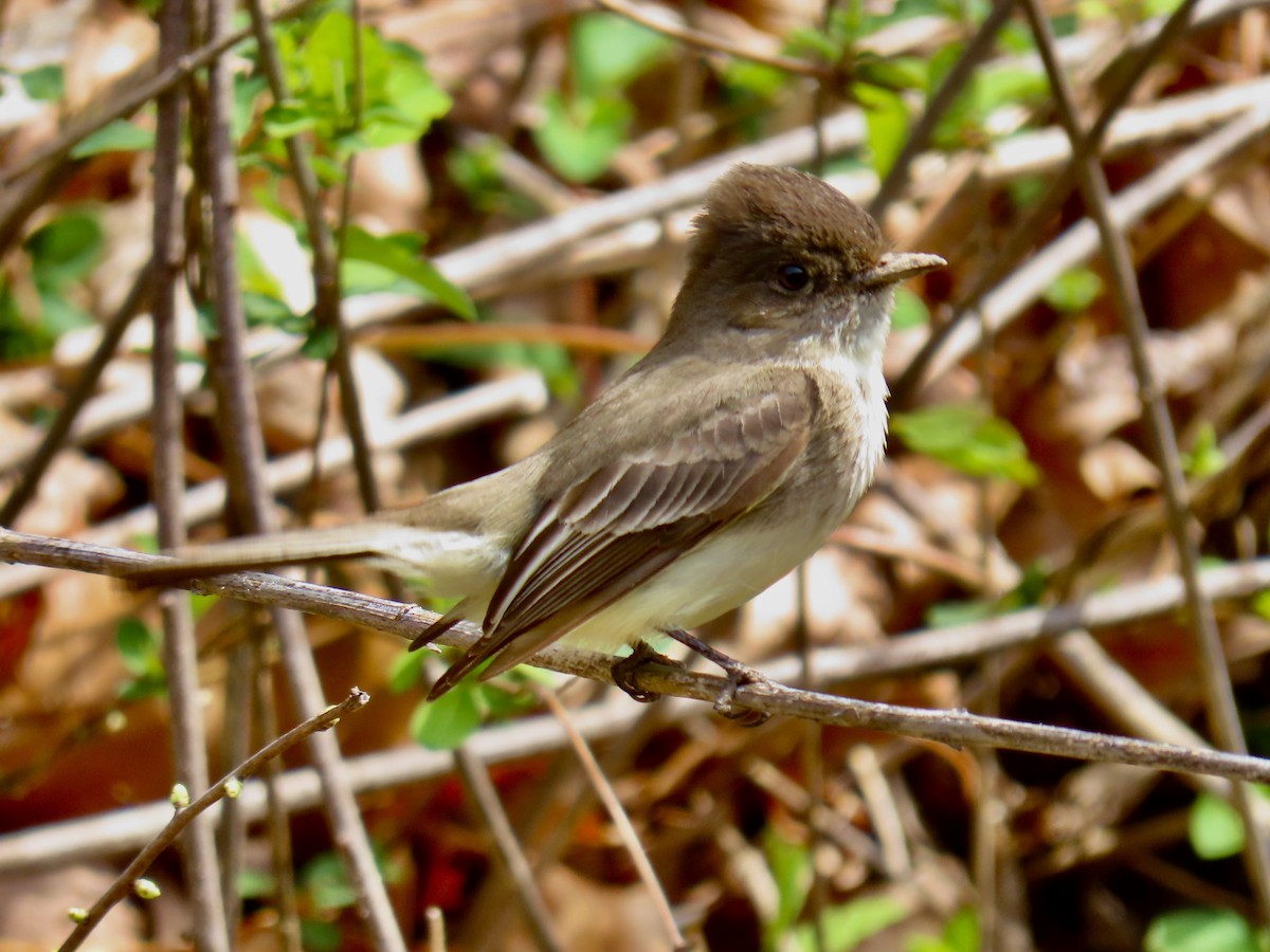 Eastern Phoebe - Richard Gregg