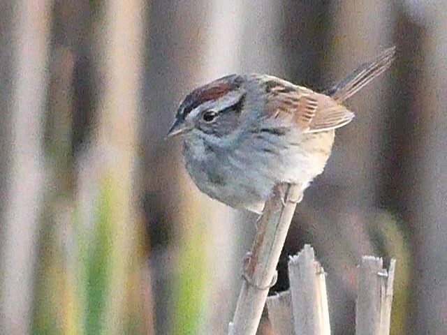 Swamp Sparrow - Jeff Blatz