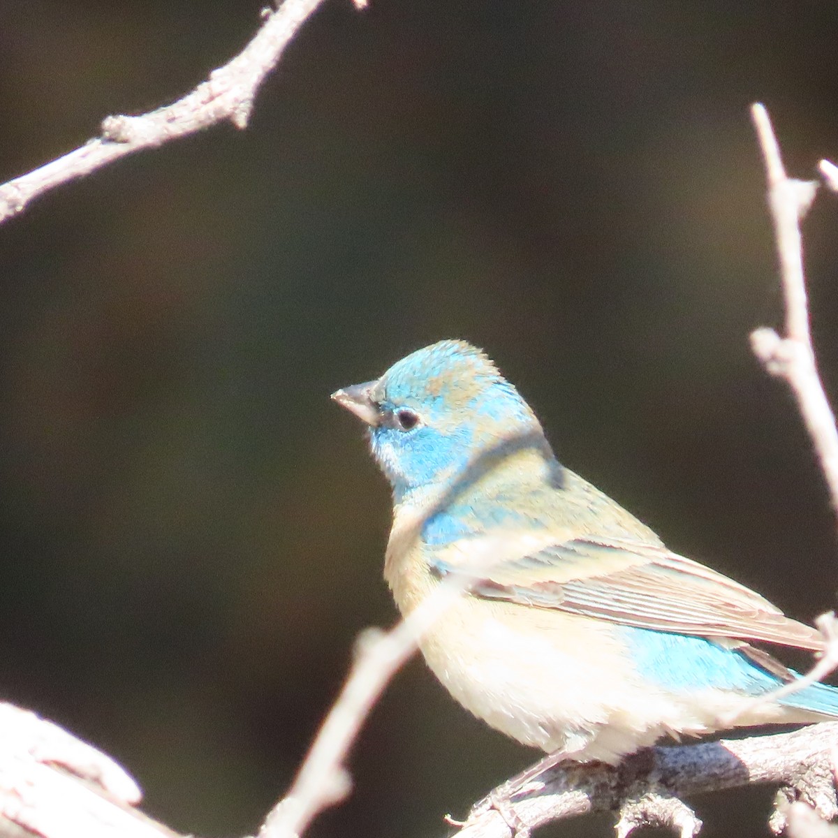 Lazuli Bunting - ML618432379