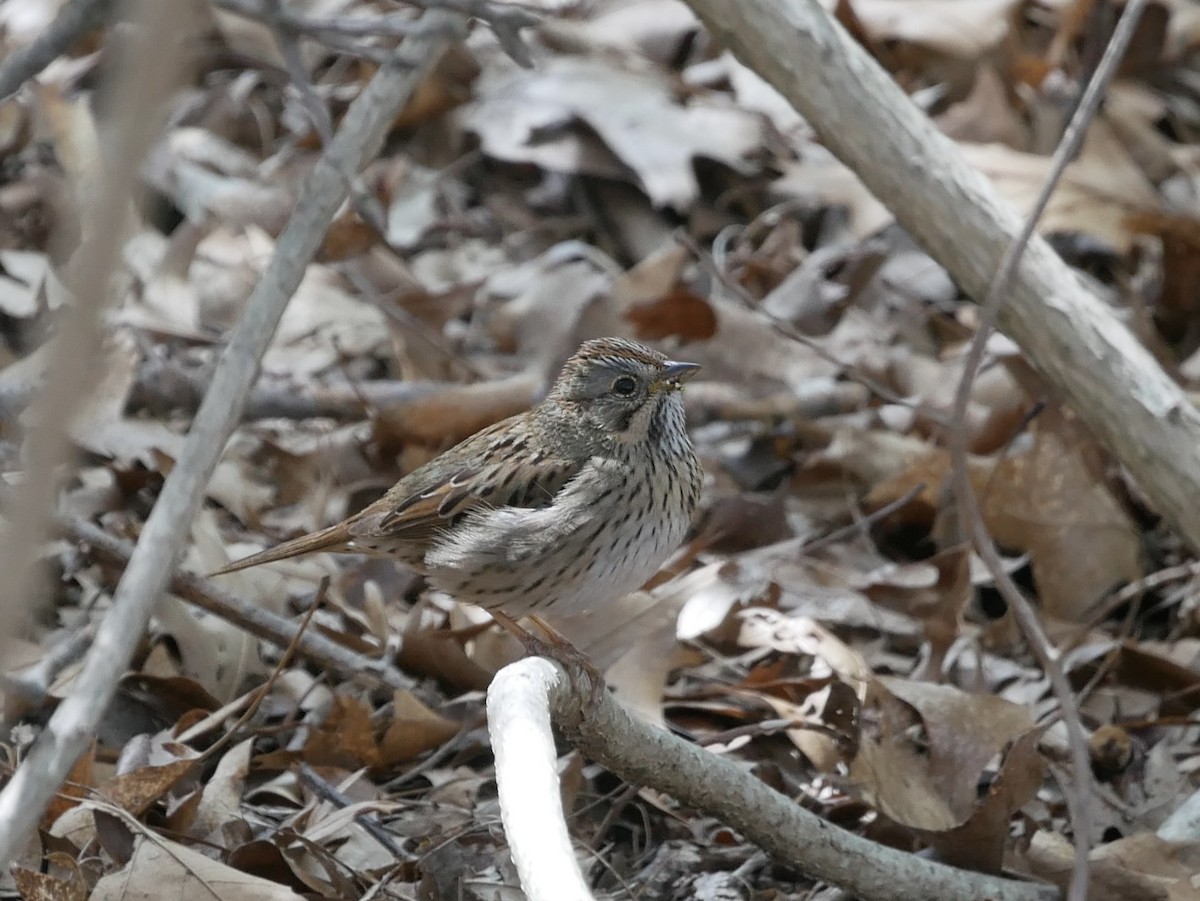 Lincoln's Sparrow - Reade Everett