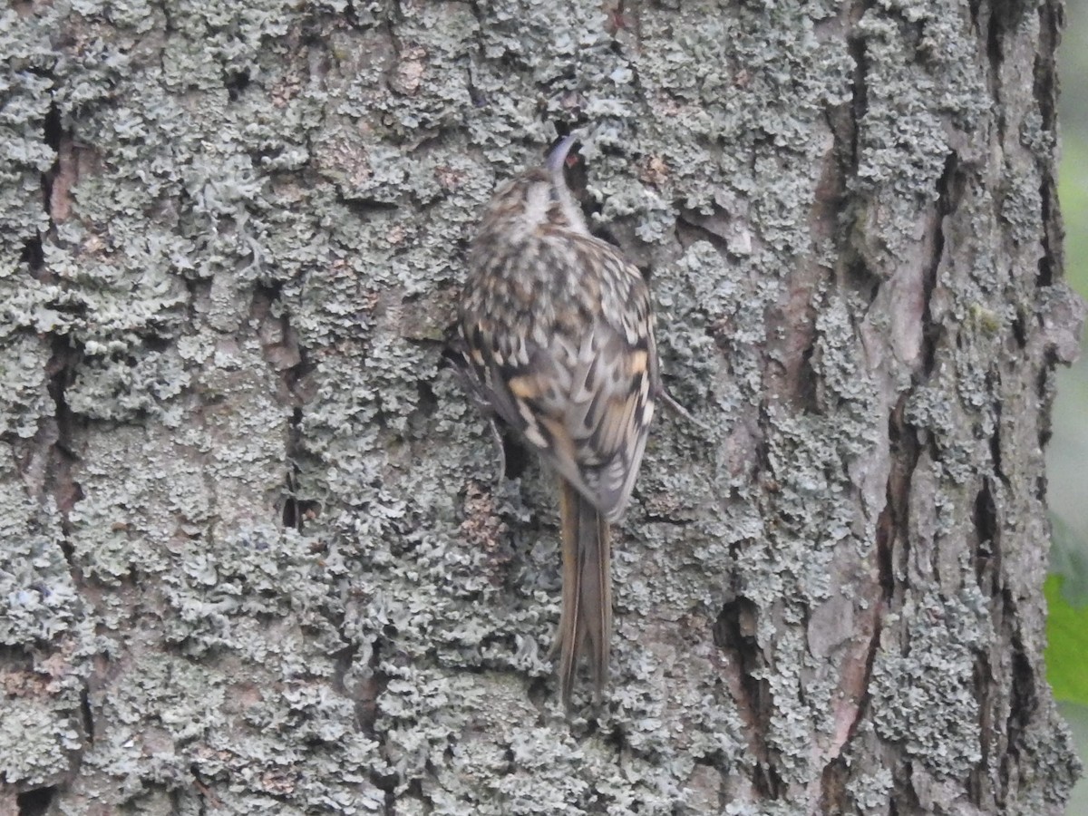 Eurasian Treecreeper - ML618432396