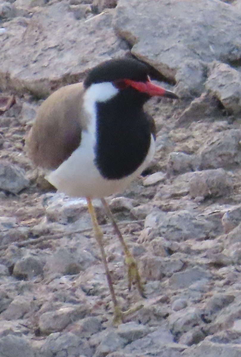 Red-wattled Lapwing - Gargi Dalawat