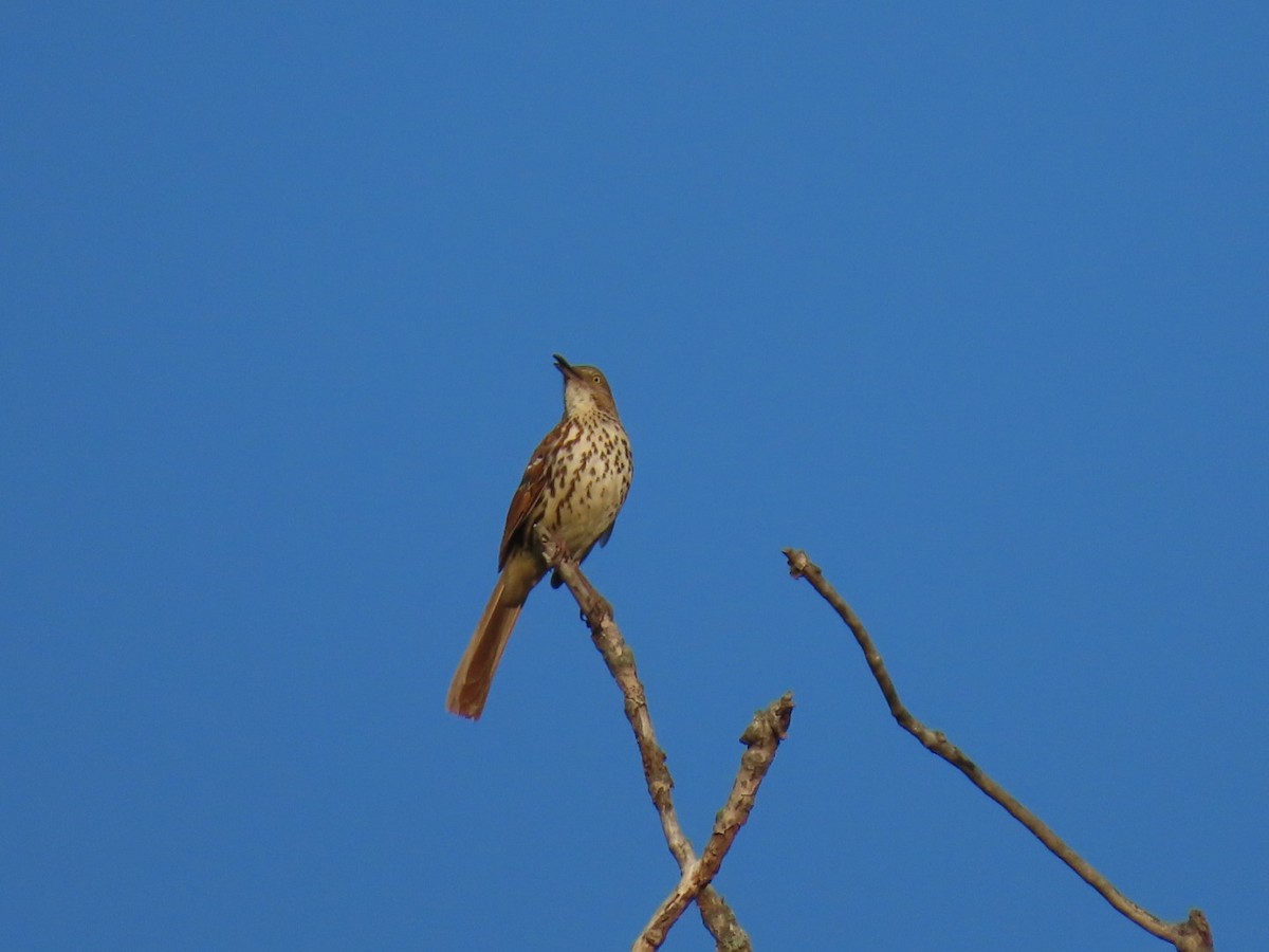 Brown Thrasher - ML618432422