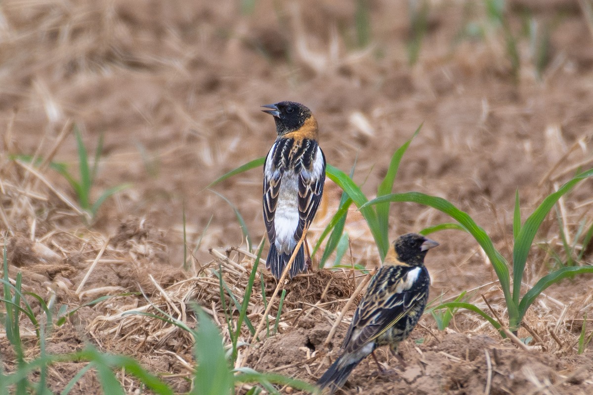 Bobolink - ML618432445