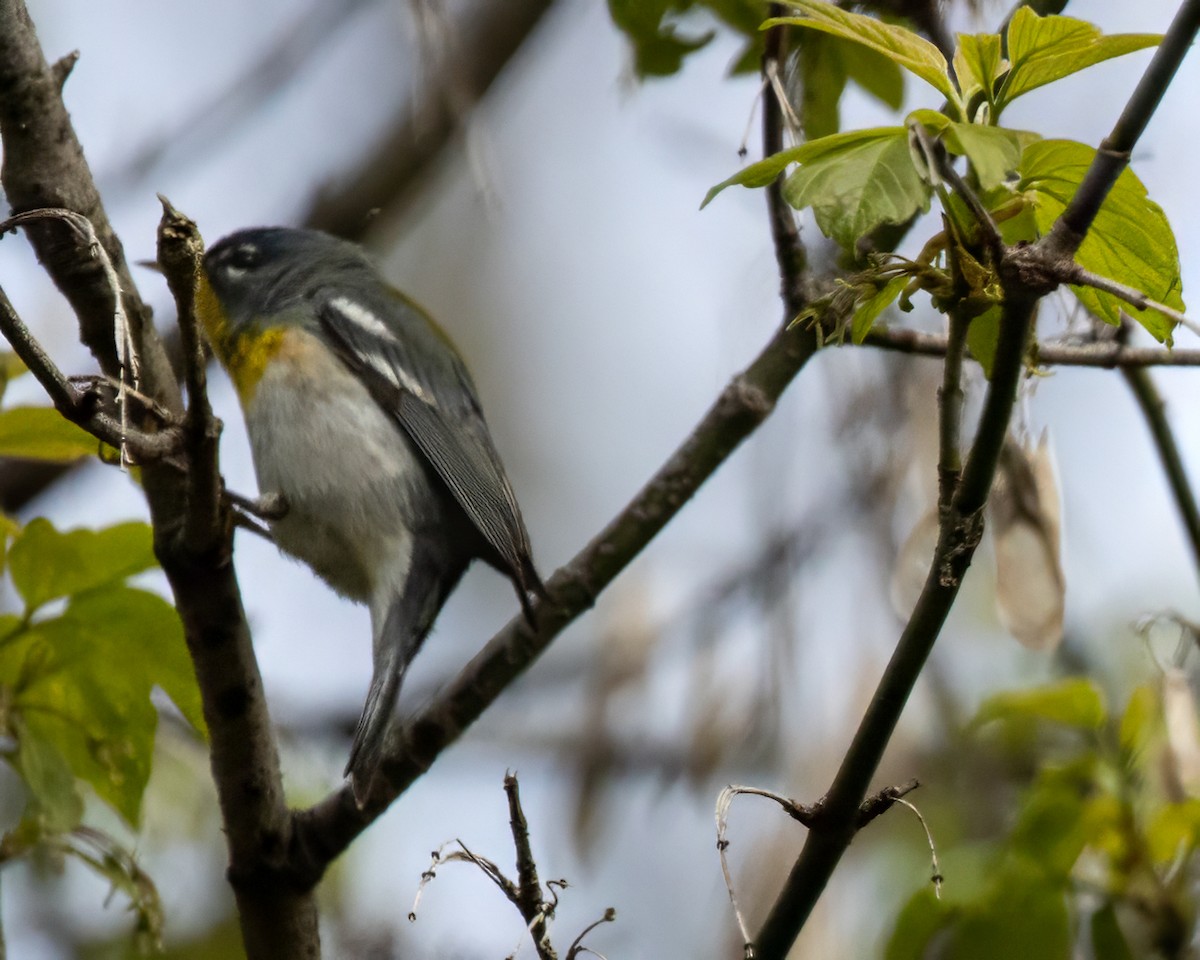 Northern Parula - ML618432456