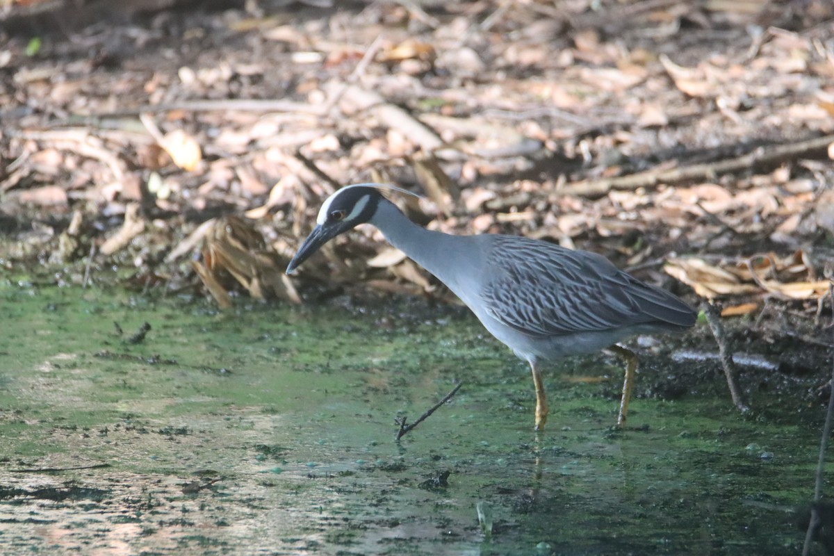 Yellow-crowned Night Heron - John Keegan