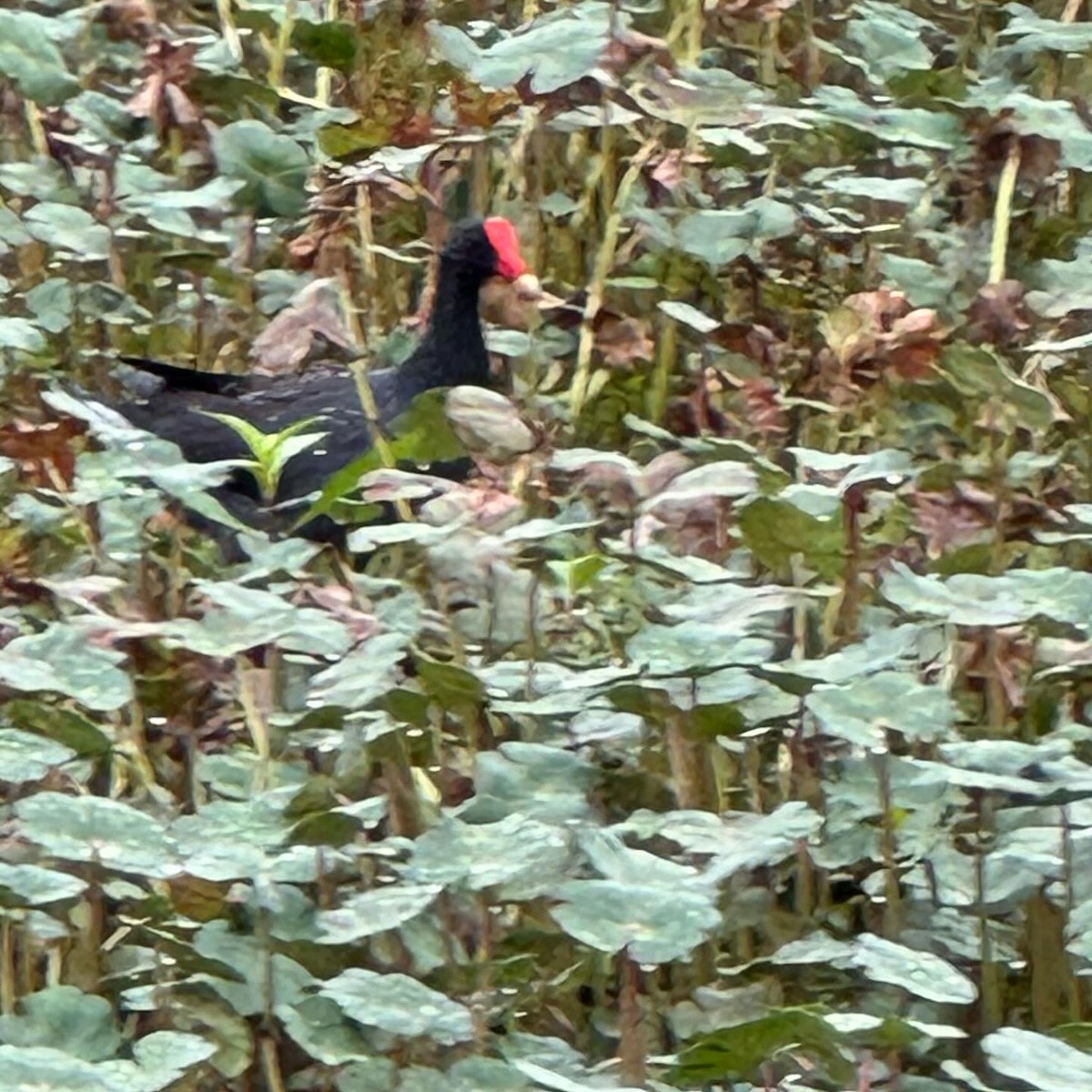 Common Gallinule - ML618432478