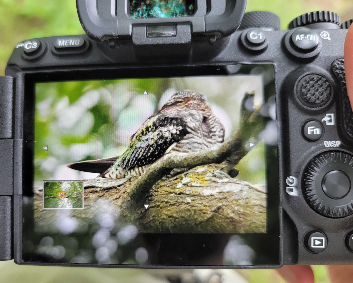 Common Nighthawk - Austin Coleman