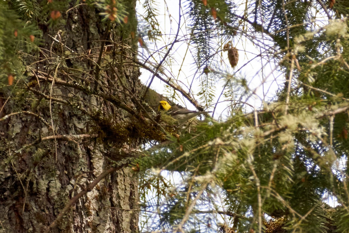 Hermit Warbler - ML618432503