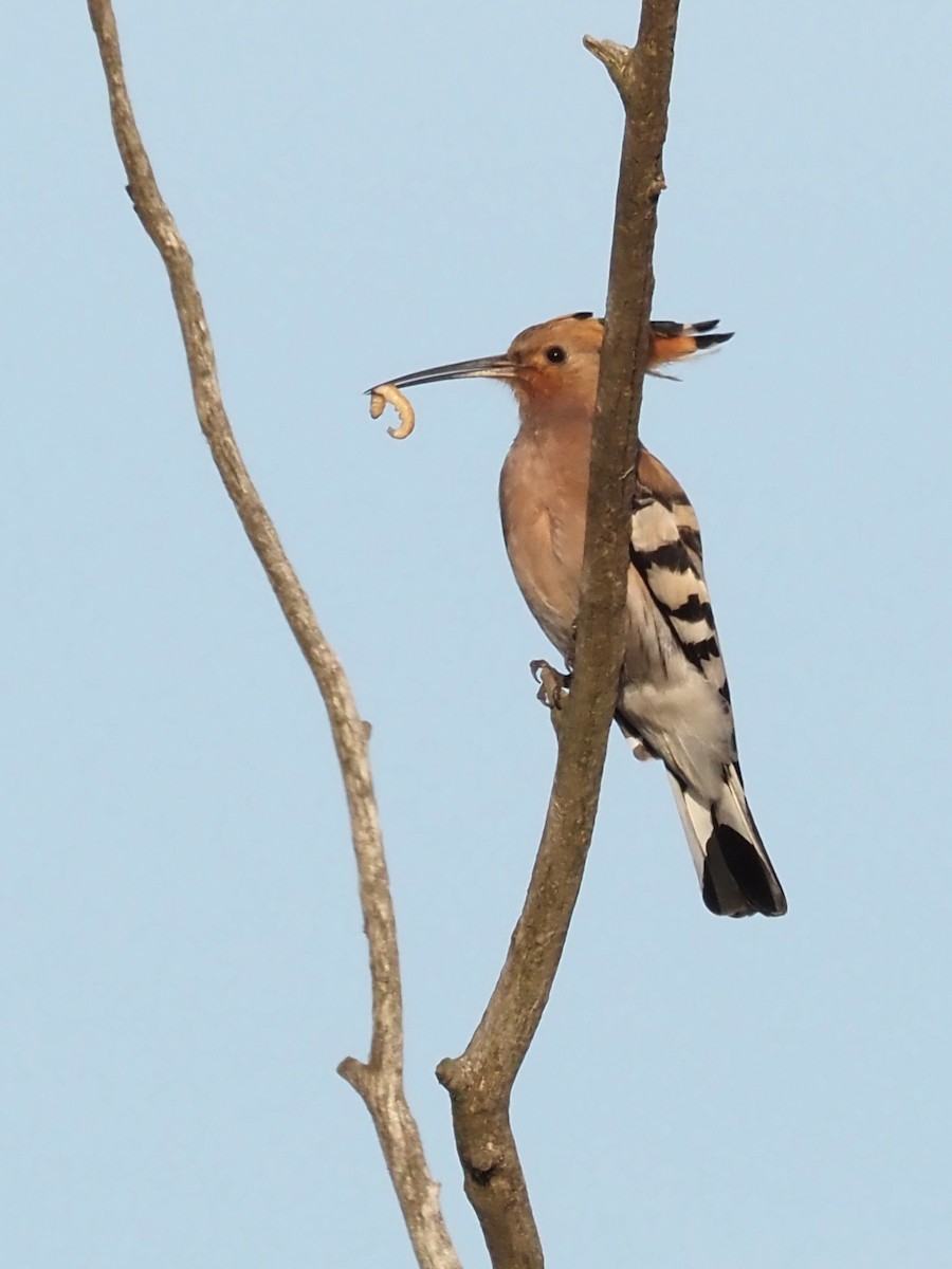 Eurasian Hoopoe - ML618432517