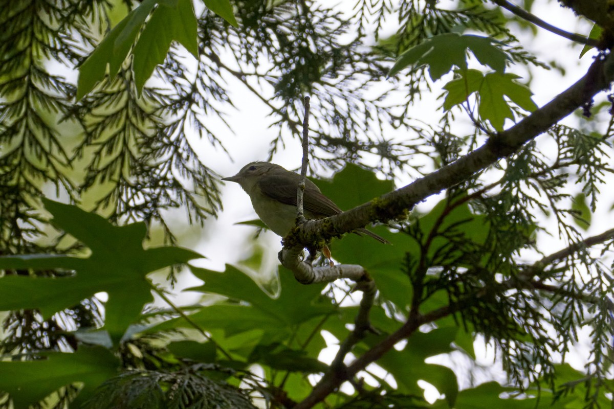 Warbling Vireo - ML618432522