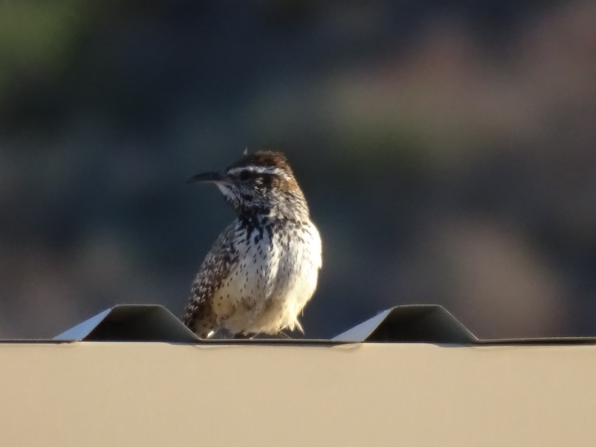 Cactus Wren - ML618432532