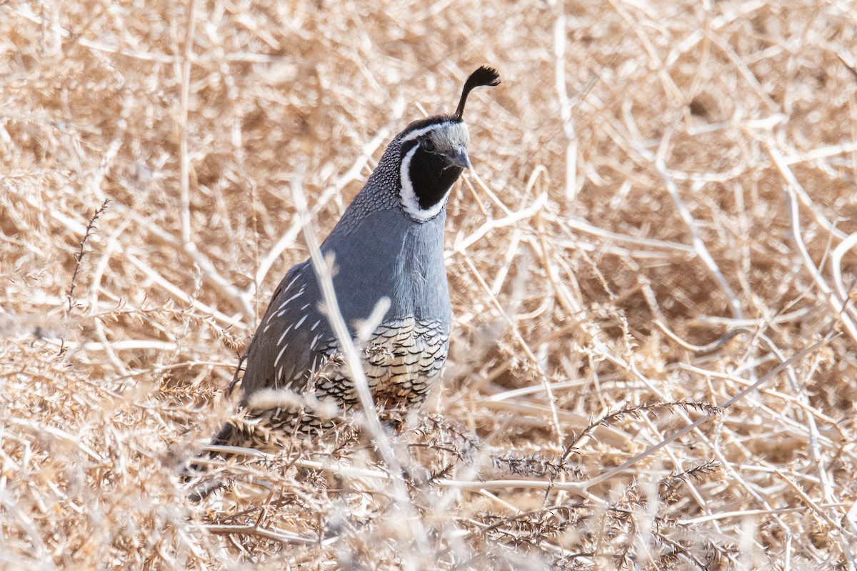 California Quail - ML618432565