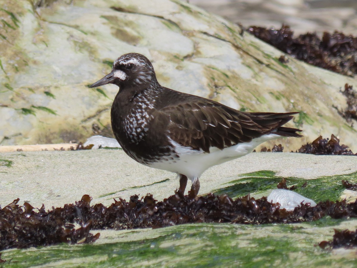 Black Turnstone - ML618432568