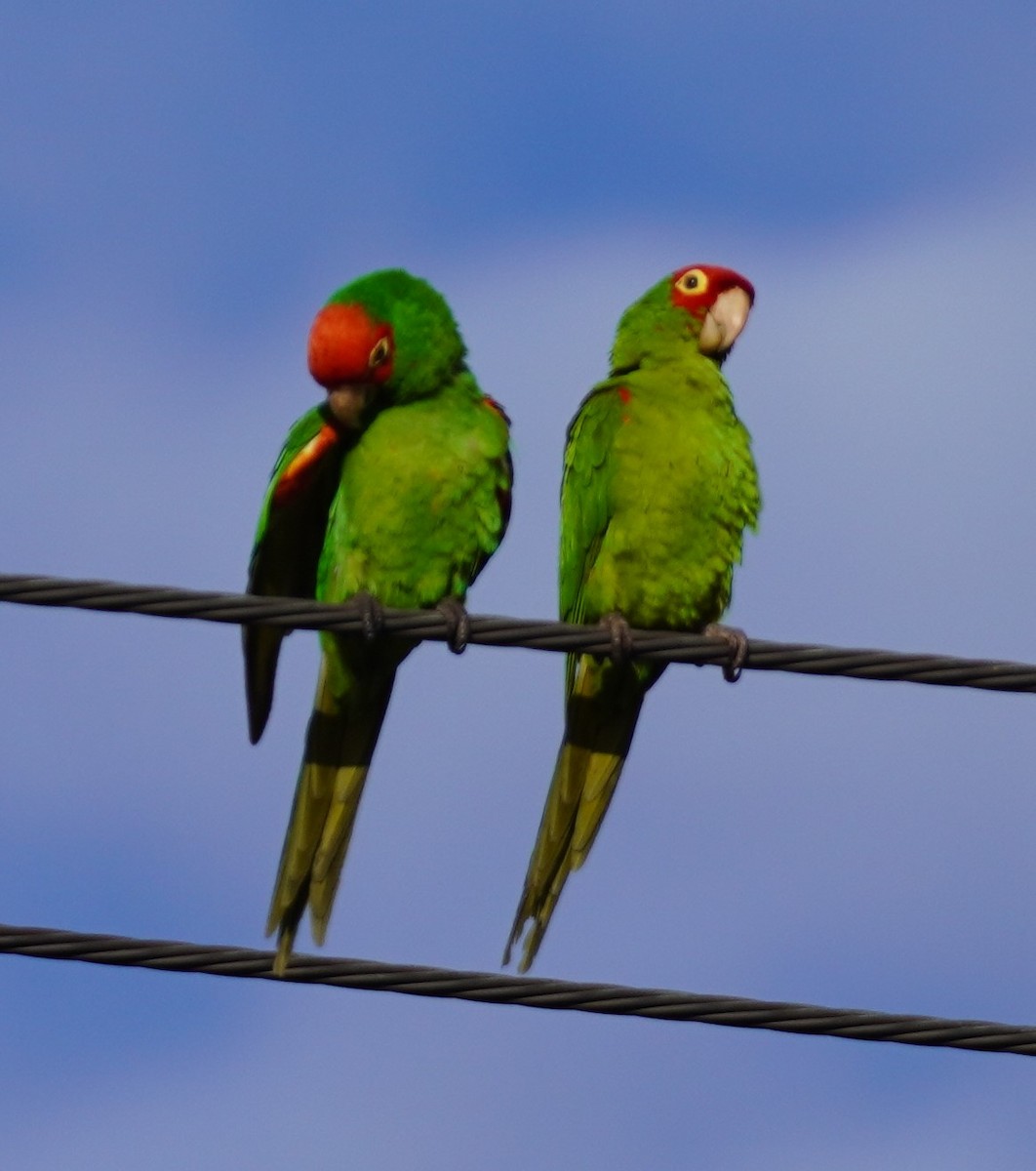 オナガアカボウシインコ - ML618432581