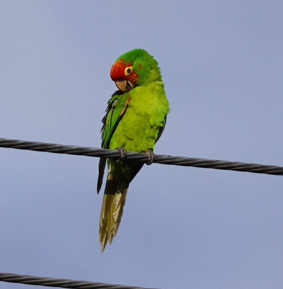 オナガアカボウシインコ - ML618432585