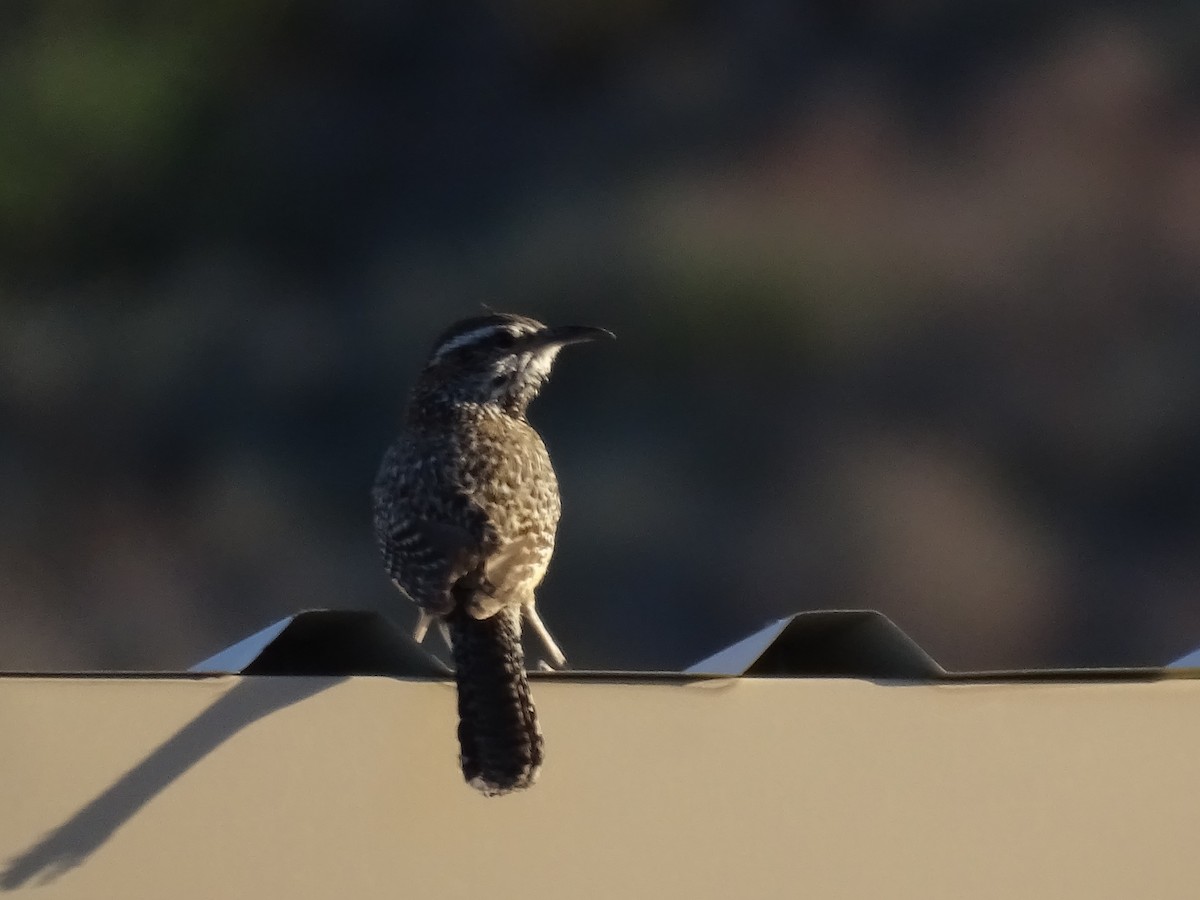 Cactus Wren - ML618432594