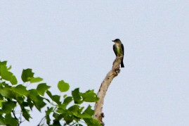 Olive-sided Flycatcher - ML618432612