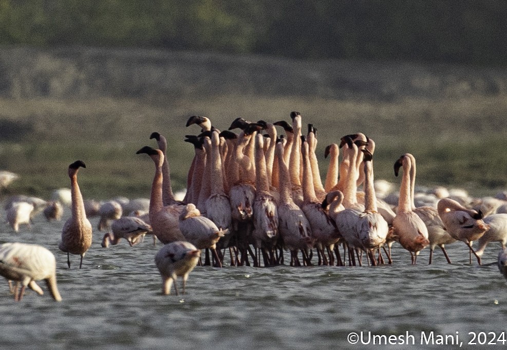 Lesser Flamingo - ML618432640