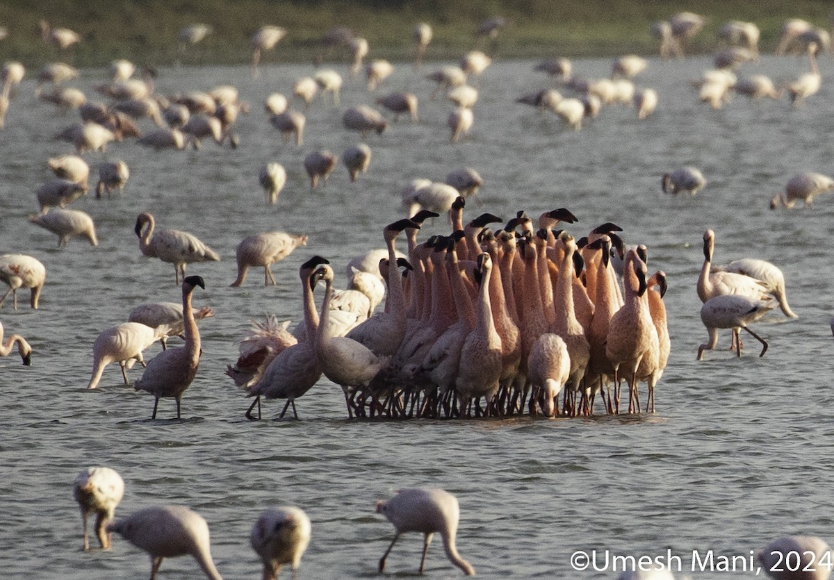 Lesser Flamingo - ML618432641