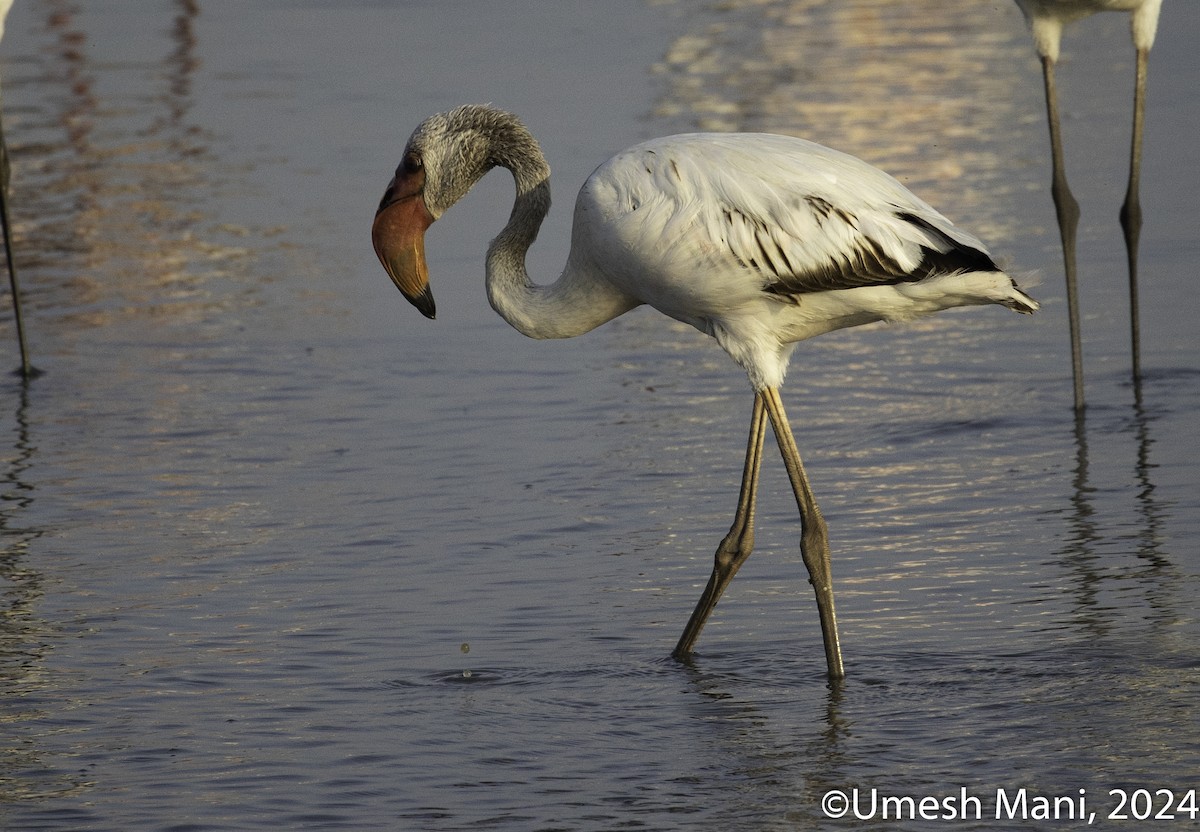 Lesser Flamingo - ML618432642