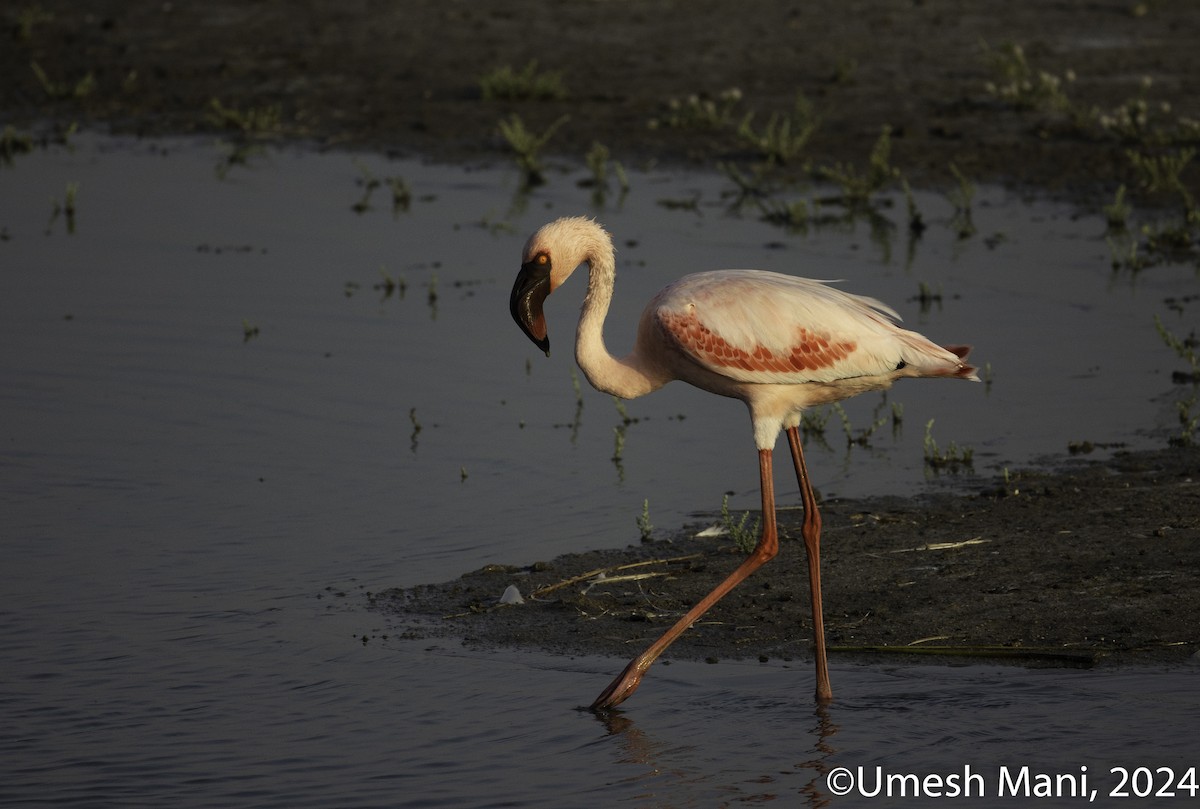 Lesser Flamingo - ML618432644