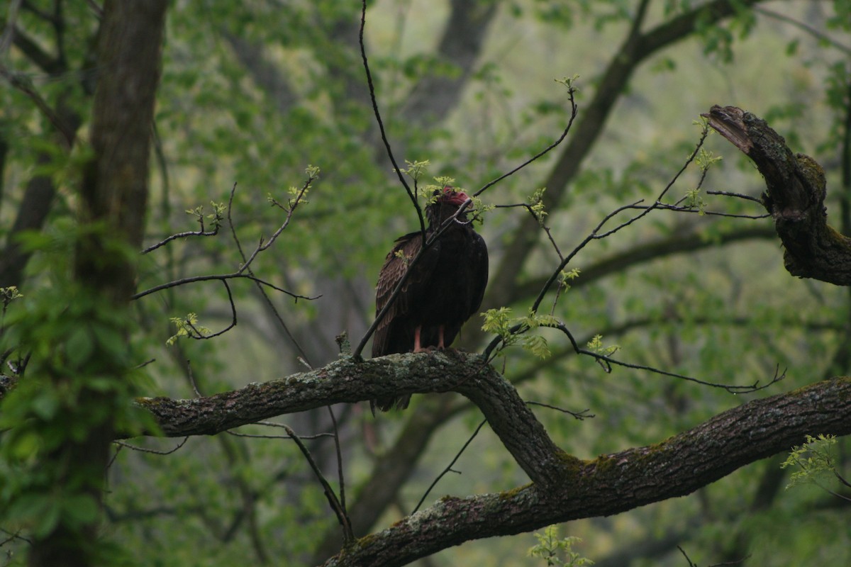 Turkey Vulture - ML618432652