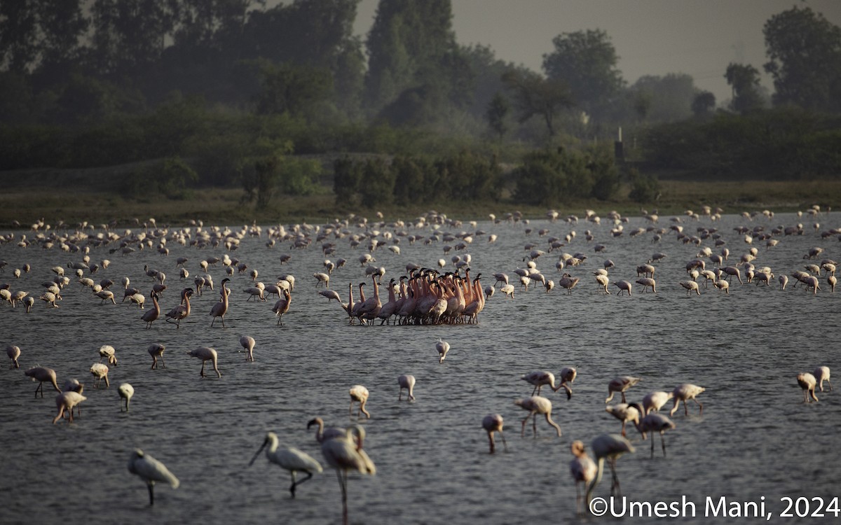 Lesser Flamingo - ML618432653