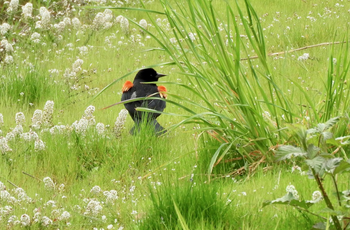 Red-winged Blackbird - Nancy St. Hilaire