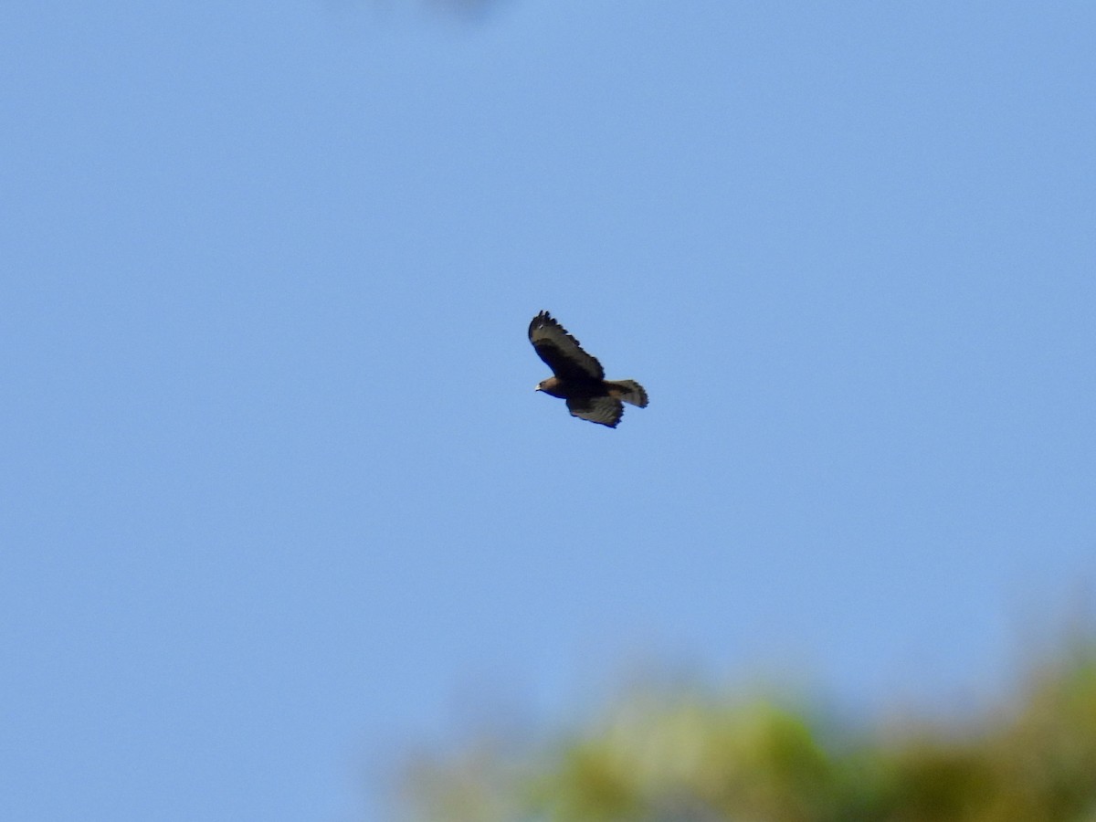 Short-tailed Hawk - Jeanne Tucker