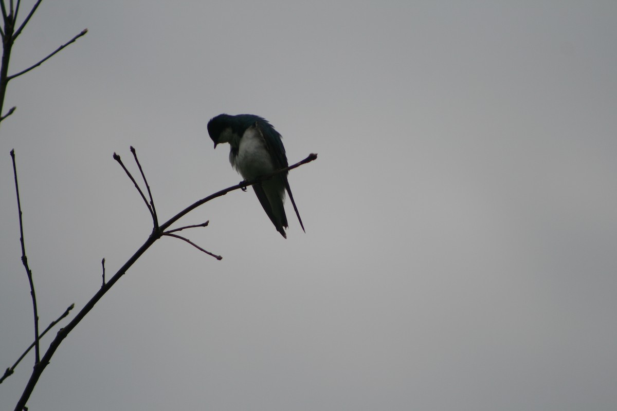 Tree Swallow - Aidan Cullen